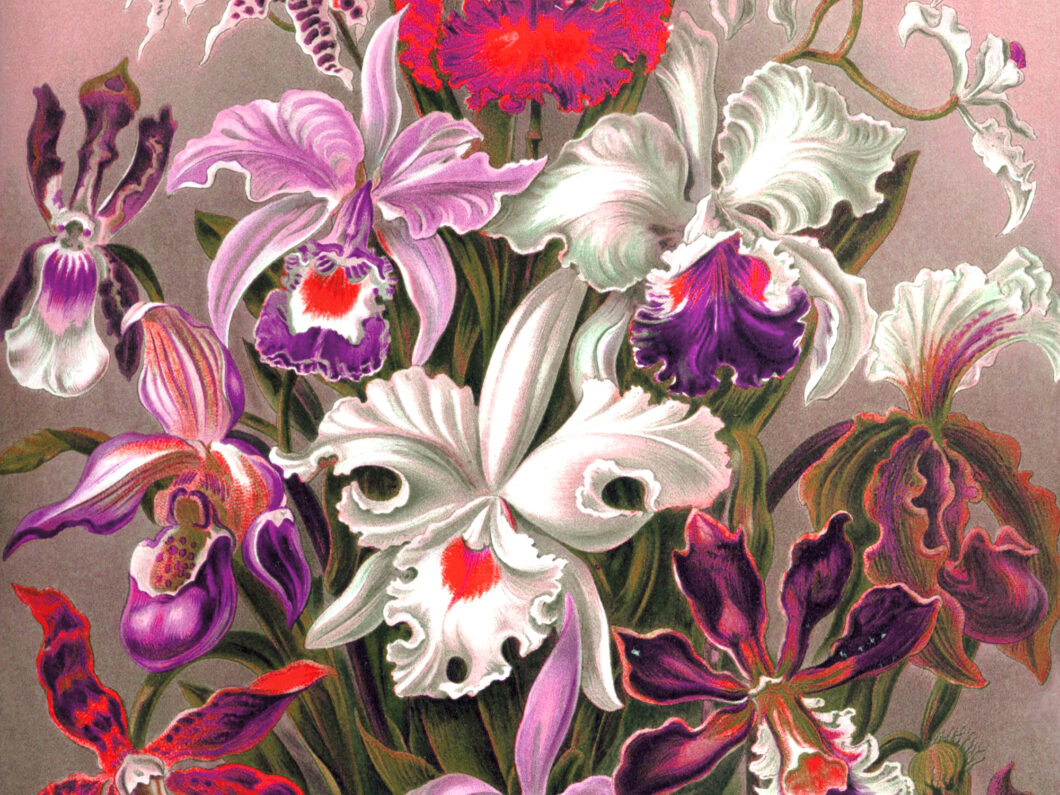 Ein Blumenbuquet im gezeichneten Stil, die Farben Rosa, Pink, Lila und Weiß dominieren das Bild; illustrativ zur Veranstaltung "Serenade mit Blumen"