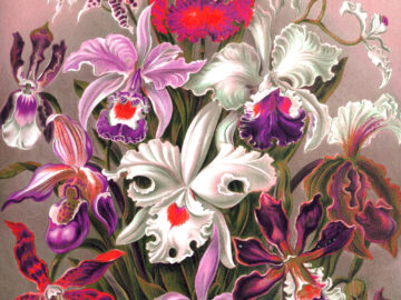 Ein Blumenbuquet im gezeichneten Stil, die Farben Rosa, Pink, Lila und Weiß dominieren das Bild; illustrativ zur Veranstaltung "Serenade mit Blumen"